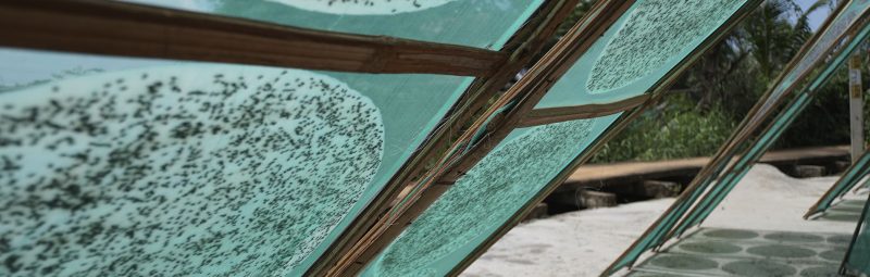 Bánh tráng mè nướng tại Chợ Lầu – Bình Thuận.